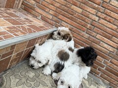 Pui Yorkshiere Terrier